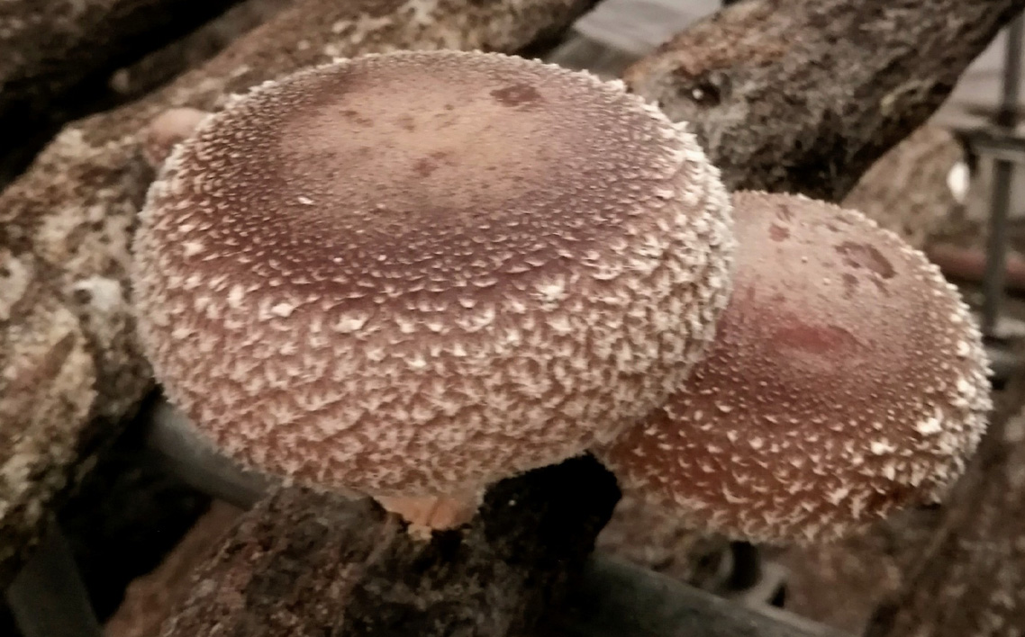 No.081 原木生しいたけ