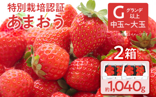 
特別栽培認証あまおう G以上 2箱セット あまおう イチゴ 苺 いちご フルーツ 果物 くだもの 福岡県産 お取り寄せグルメ お取り寄せ 福岡 お土産 九州 福岡土産 取り寄せ グルメ 福岡県
