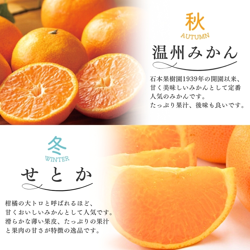 【全4回】 柑橘 定期便 石本果樹園 旬の柑橘を春夏秋冬でお届け！ / みかん フルーツ定期便 みかん フルーツ定期便 みかん フルーツ定期便 みかん フルーツ定期便 みかん フルーツ定期便 みかん 