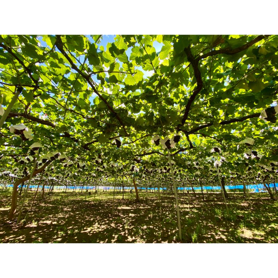 ＜Bonchi＞甲州市産 種無し巨峰 2房入(900g) 自然農法