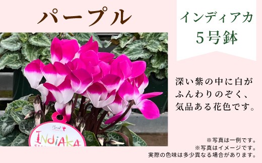 【カラー：パープル】11月中旬から順次発送★農林水産大臣賞受賞 愛知県産 シクラメン ５号鉢 インディアカ 農林水産大臣賞受賞歴あり 花 マゼンタ パープル レッド フクシア プレゼント 贈り物 鉢花 鉢 ガーデン ガーデニング 愛知県産 クリスマス -271