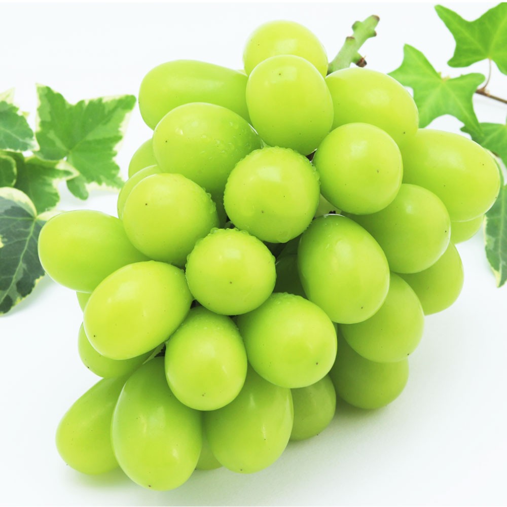 
            岡山県産 シャインマスカット 1房 ・ 桃太郎ぶどう 1房 （合計約1kg） 【2025年9月下旬～11月上旬迄順次発送予定】 葡萄 ぶどう ブドウ マスカット 果実 フルーツ 果物 種なし 皮ごと 大粒 セット 岡山県 倉敷市 冷蔵
          