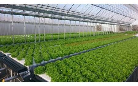 旬の葉物野菜おまかせセット 6回定期便 小島農園 野菜 生野菜 旬野菜 京野菜 野菜