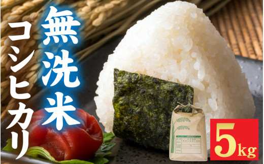 令和7年産 福井市産 コシヒカリ 5kg 無洗米 / 天然の山水で育てたお米【みやま米】 [A-168004] / 5キロ 5kg 米 こめ コメ お米 こしひかり 福井県 福井市 令和7年 7年産 七年 無洗米 むせんまい