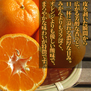 立目産 ポンカン 10kg 贈答用 2026年1月 下旬より順次発送 【ぽんかん】