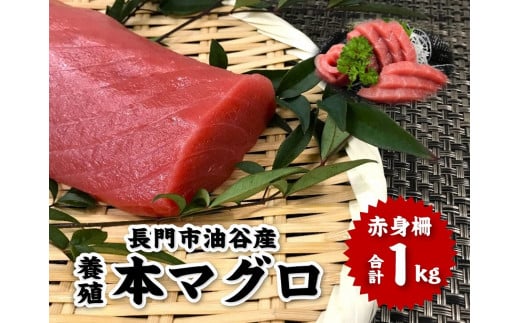 油谷産 養殖 本マグロ 赤身柵 1ｋg【マグロ 赤身 刺身 柵 さく まぐろ 鮪 山口県 長門市 希少 脂乗り抜群 とろける 急速冷凍 冷凍 ギフト 贈答】