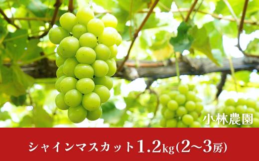 シャインマスカット 約1.2kg 令和7年度 新潟県 三条市産 ぶどう [小林農園]【013P027】