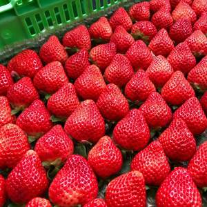 【2026年1月発送】 苺 あまおう 1080g (270g×4P) いちご ｜あまおう 福岡県産 福岡 川崎 OKI