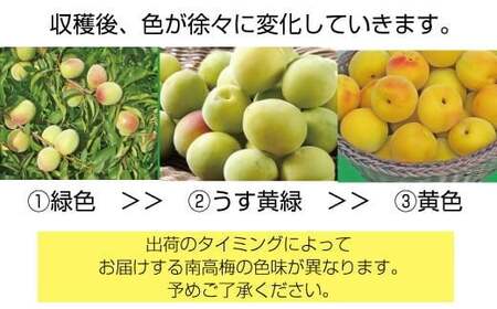 紀州和歌山県産 熟南高梅 生うめ 優品 約３kg (S、Mサイズおまかせ)+3%増量＜2026年6月下旬～7月上旬発送予定＞/ 梅干し 梅酒 ウメシロップ ジュース ジャム他 紀州熟南高梅 青梅 黄梅