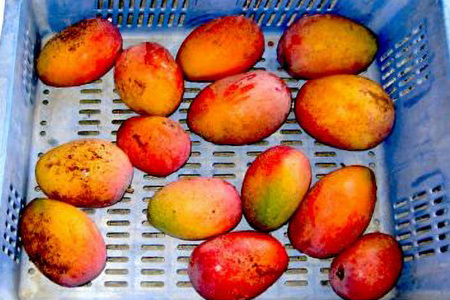 【2024年発送】高安マンゴー園　訳ありF・Dマースマンゴー糸満　1.5kg（3～6玉）