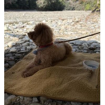 ふるさと納税 上牧町 alberton社　赤外線を吸収して発熱するsliva knitわんにゃんブランケット　グレー |  | 03