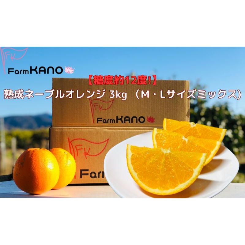 【ふるさと納税】糖度約12度！熟成ネーブルオレンジ 3kg (Mサイズ以上ミックス)フルーツ 柑橘 オレンジ◇ | 果物類・柑橘類・オレンジ・フルーツ・果物類・柑橘類・フルー