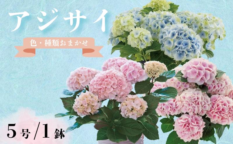 
                  アジサイ 5号 1鉢 紫陽花 色 種類 お任せ おまかせ お花 鉢 鉢植え ギフト 贈物 贈り物 プレゼント 母の日 お母さん 母の日ギフト 感謝 誕生日 記念日 お礼 お祝い 花 フラワー インテリア 観葉植物 観賞用 自宅用 人気 おすすめ 綺麗 かわいい ありがとう 春 5寸 5号鉢 生産者直送 送料無料 ふるさと納税 ふるさと納税花 千葉県 銚子市 木村園芸 【4月上旬～5月末頃発送予定】
                