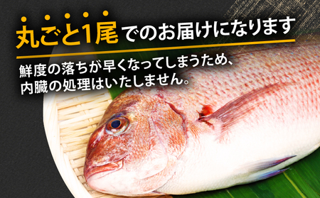 真鯛 4尾 宇和海産 神経締め こもこもShop お刺し身 お刺し身 D046-186006