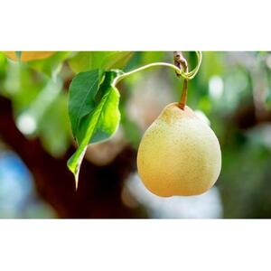 梨 2026年  あたご梨・鴨梨（ヤーリー）詰合せ 合計約3kg 贈答箱赤秀【ナシ なし 岡山県産 国産 フルーツ 果物 ギフト 石原果樹園】
