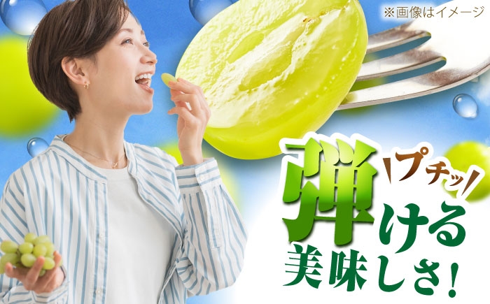 ぶどう 葡萄 果物 シャインマスカット ピオーネ マスカット 訳あり 食べ比べ 