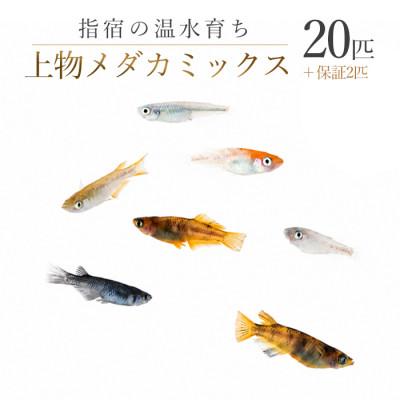 ふるさと納税 指宿市 【温水育ち】上物メダカミックス20匹(IB148-001)