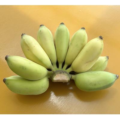 ふるさと納税 糸満市 【畑人市場】 アップルバナナ 1kg〜1.2kg |  | 01