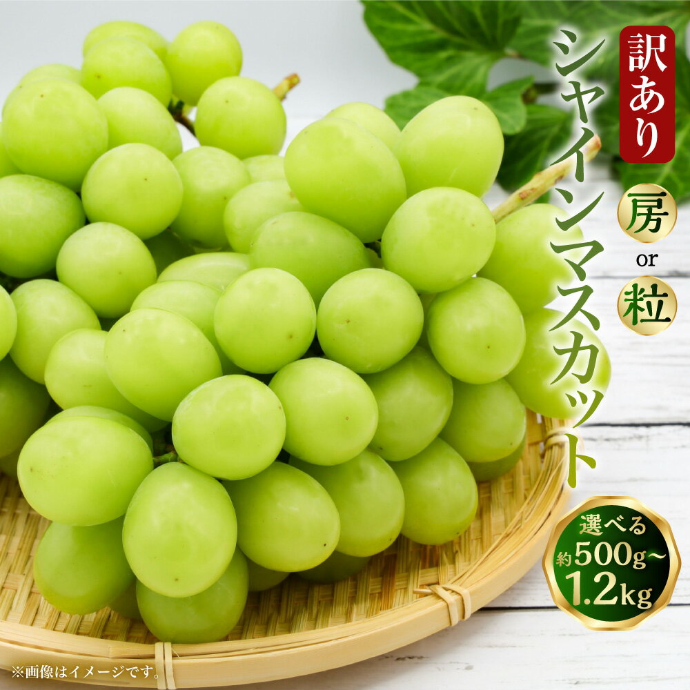 【ふるさと納税】（訳あり）シャインマスカット 1房（約500～550g） / 2房（約1.1～1.2kg） / 粒 計約600g（約300g×2パック） ＜選べる内容量＞ ぶどう ブドウ 葡萄 フルーツ くだもの 果物 果実 国産 高知県産 香美市 送料無料 【2026年8月上旬～9月下旬迄発送予定】