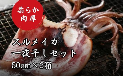 柔らか肉厚のスルメイカ 一夜干し 約50cm×3枚セット スルメイカ するめ するめいか ゲソ先 イカ 肉厚 烏賊 セット ゲソ 海鮮 干物 冷凍 魚介 おかず 惣菜 酒 おつまみ 肴 魚 簡単 調理