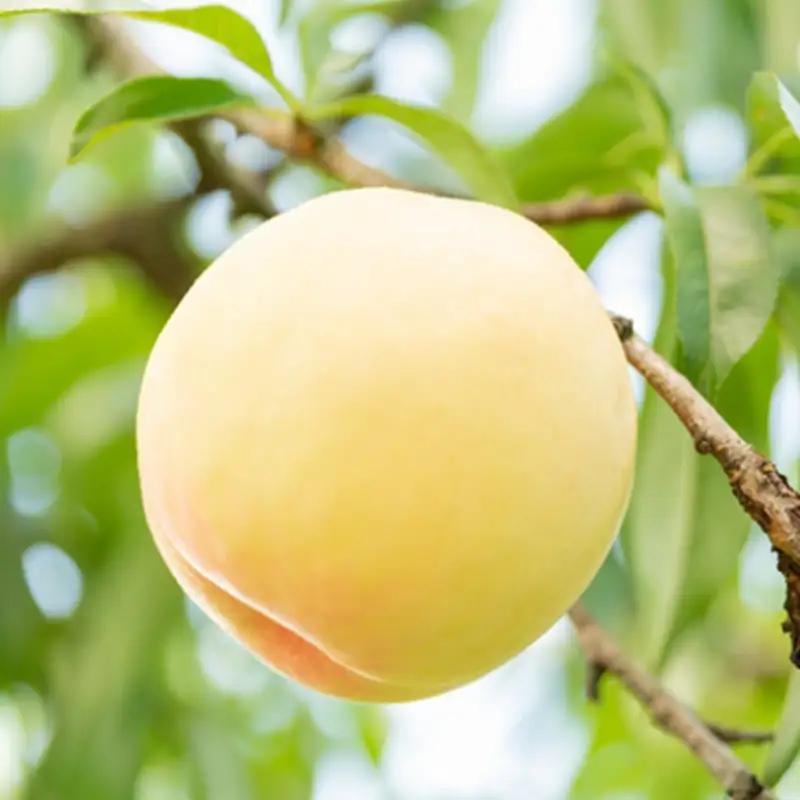 白桃 岡山白桃 岡山県産 白桃【3玉 計800g】【先行予約】