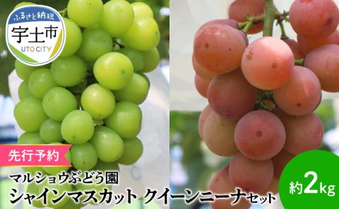 91-4 先行予約 シャインマスカット クイーンニーナ セット 約2kg マスカット 葡萄 フルーツ 果物 果実 皮ごと 種なし 赤ブドウの女王 エコファーマー マルショウぶどう園 お取り寄せ ギフト 贈答 贈り物 プレゼント お土産 手土産 送料無料【熊本県宇土市】