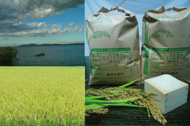 「茨城県産 茨城県産米」「霞ヶ浦のおいしいお米」令和7年産ミルキークイーン10kg【米 ごはん 霞ヶ浦 茨城県 阿見町】（13-01-2）