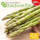 【ふるさと納税】訳あり 柔らかさと甘みが際立つ さぬきのめざめ春芽 約1.2kg【2025-3月上旬～2025-4月下旬配送】 | 国産 春芽 大きい 柔らかい 甘い オリジナル品種 自宅用 家庭用 おうち時間 お取り寄せ 新鮮 野菜 旬 旬の味覚 産地直送 香川県 高松市