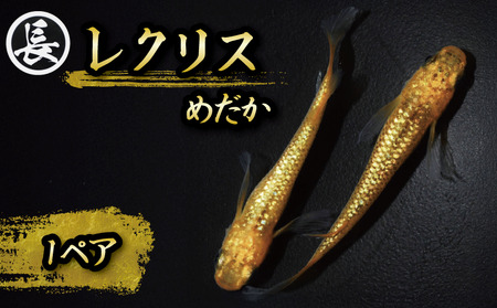 【メダカ】レクリス 1ペア めだか