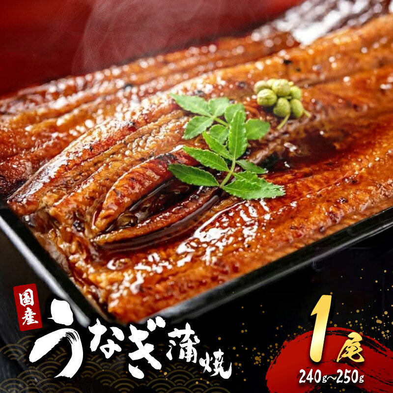 【ふるさと納税】国産うなぎ蒲焼 1尾 (240g～250g) 国産 うなぎ ウナギ 鰻 国産うなぎ 国産鰻 うなぎの蒲焼 鰻の蒲焼 うなぎの蒲焼き 鰻の蒲焼き 蒲焼き 惣菜 魚 魚介 魚介類 大阪 大阪府 岸和田市　お届け：最大で1ヶ月程度かかる場合がございます。