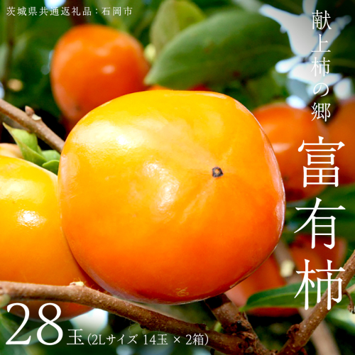 献上柿の郷 富有柿 28玉 ( 2Lサイズ 14玉 × 2箱 ) ( 茨城県共通返礼品 石岡市 ) 2025年11月中旬発送開始 数量限定 果物 くだもの フルーツ 柿 [EZ003sa]