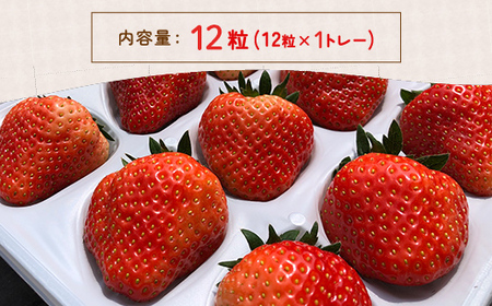 【2025年4月順次発送】北海道いちご けんたろう 30g以上×12粒トレー 【 ふるさと納税 人気 おすすめ ランキング 果物 いちご苺 イチゴ 国産いちご 国産苺 けんたろう セット おいしい 美