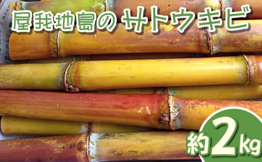 
屋我地島のサトウキビ　約2キロ
