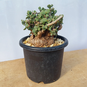 ケラリア・ピグマエア (発根管理済) A013｜観葉植物 コーデックス 盆栽 鉢植え インテリア ハコネコ [0666]