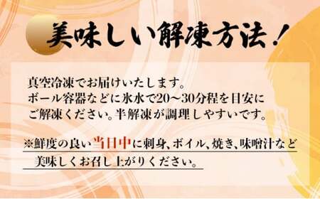 伊勢海老おせちサイズ 1~2尾セット【冷凍】 国産 東洋町産 天然 新鮮 海鮮 ゆず果汁付き 刺身 焼き ボイル 生 四国 お取り寄せ お祝い 記念日 贈り物 お正月 送料無料 生 S184 【株式会