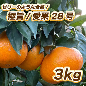 【2027年1月中旬頃から順次発送】愛果28号（紅まどんな と同品種） 3㎏  紅マドンナ と同品種 まどんな マドンナ 柑橘 果物 フルーツ あいか 愛果28号 みかん 松山市 愛媛県 【TF004_x】