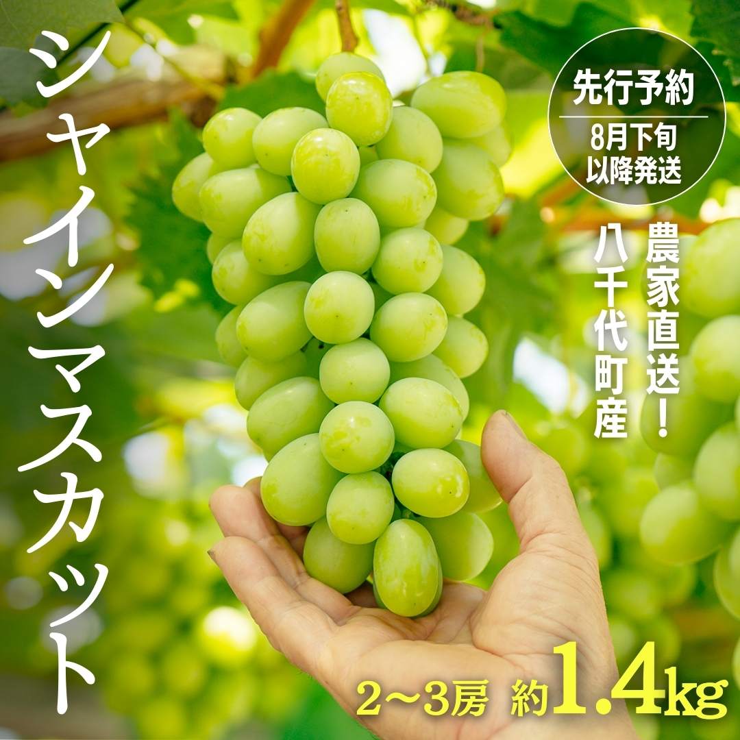【 先行予約 2026年8月下旬以降発送 】 農家直送 ! 八千代町産 シャインマスカット 約 1.4kg （ 2～3房 ） マスカット フルーツ 果物 2026年 先行受付 ぶどう ブドウ 葡萄 フルーツ ふるさと納税 [AJ003ya]