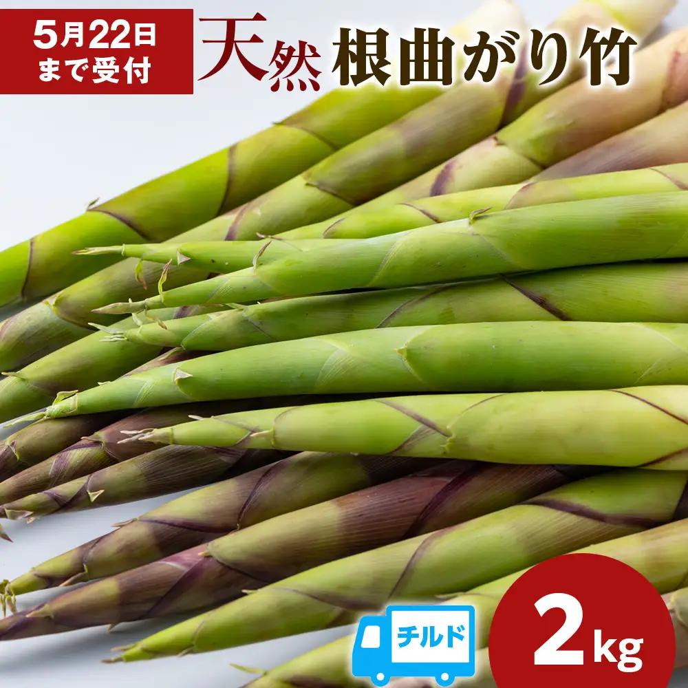 【2027年発送予約】天然 根曲がり竹 2kg 根曲竹 ネマガリタケ 姫竹 笹竹