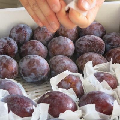ふるさと納税 上山市 プルーン　1.2kg　大玉〜中玉　0075-2504