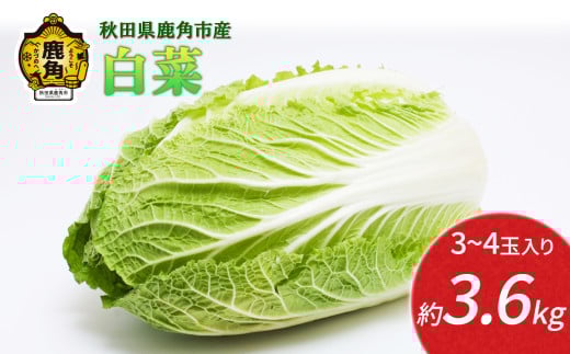 《 先行予約 》 秋田県鹿角産 白菜 約3.6kg（3～4玉入）●2025年12月上旬発送開始 【恋する鹿角カンパニー】新鮮 旬 お鍋 シチュー 安全 甘い 採れたて 国産野菜 お取り寄せ グルメ ギフト お中元 お歳暮 秋田 あきた 鹿角市 鹿角 秋田県 鹿角産 送料無料