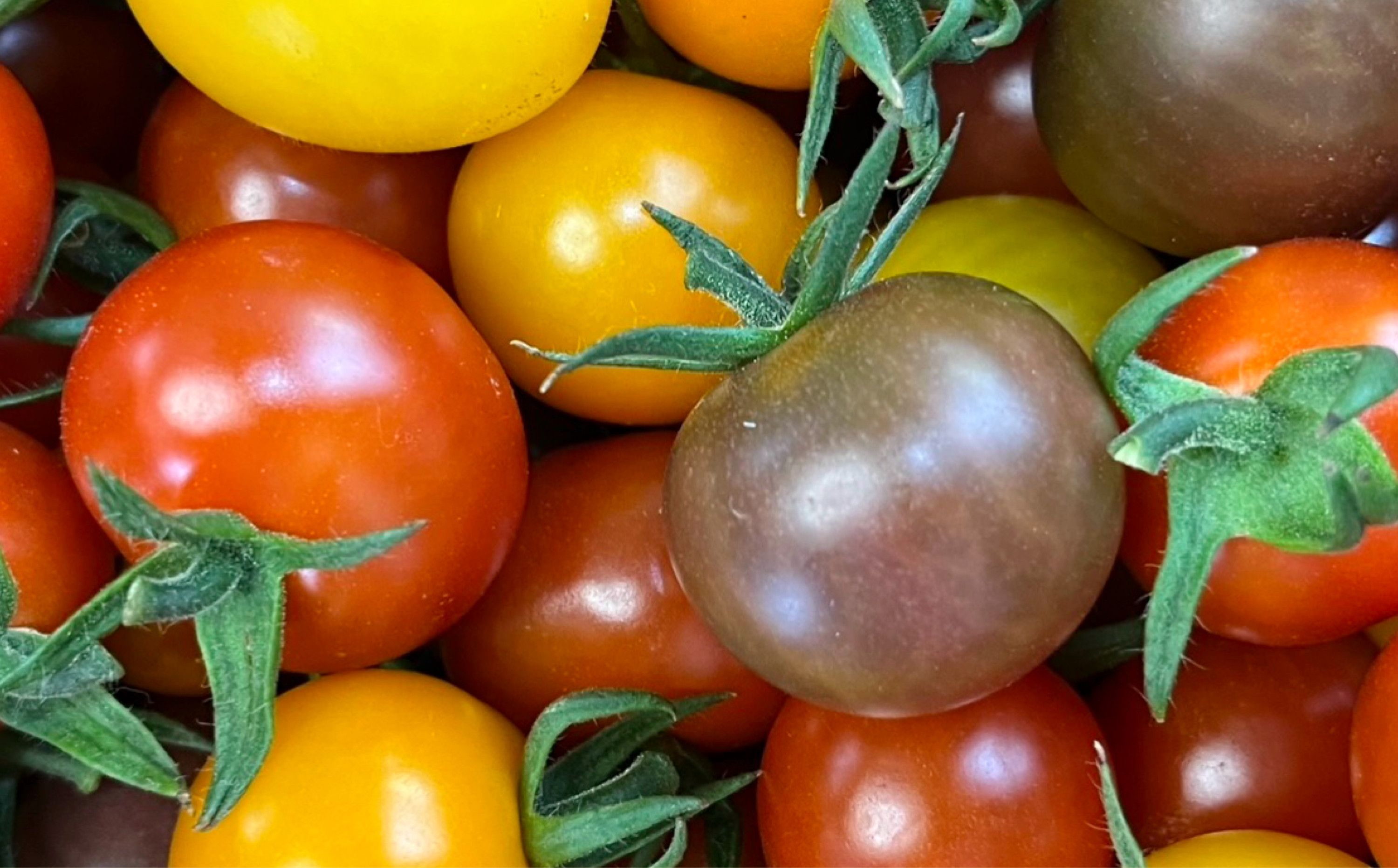 ＜先行予約＞鈴鹿山麓トマト「ハウス桃太郎」、「レッドオーレ」、「カラフルミニ」の3種詰め合わせ（合計4kg）