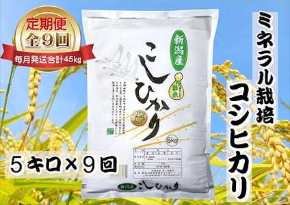 【令和7年産】9ヶ月定期便 ミネラル栽培こしひかり 5kg×9回 計45kg 白米 精米 井上米穀店 1I14136