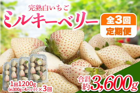 [先行予約] 【定期便3回】 日光産 ミルキーベリー定期便 (毎月お届け 約1,200g×3回 計3,600g) 【2027年1月中旬から順次発送】 [0977]