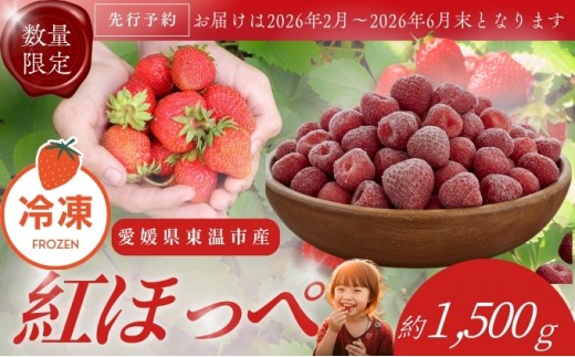 
                  【訳あり】冷凍いちご 愛媛県東温市産紅ほっぺ お徳用 1.5kg いちご イチゴ 苺 冷凍 シェイク スムージー 冷たい  パフェ アイス
                