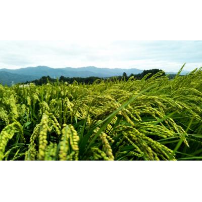 ふるさと納税 阿賀野市 【令和7年産】【有機JAS認証】夢の谷コシヒカリ 玄米 4kg(2kg×2袋) |  | 02