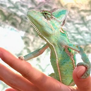 東京ドイツ村 入園チケット 1枚＋世界の昆虫爬虫類王国 1日入場引換券 1名様分｜旅行 観光 日帰り 泊り あそぶ 立ち寄り スポット デーマパーク レジャー チケット 見どころ アクアライン 房総 