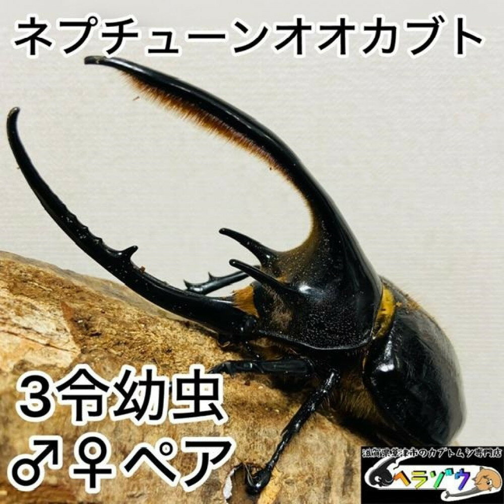 【ふるさと納税】ネプチューンオオカブト 幼虫 ペア