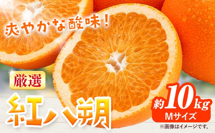 
                  みかん 紅八朔 厳選 Mサイズ 約10kg GOGO農園《2027年1月中旬-2月末旬頃出荷》 和歌山県 日高川町 はっさく みかん 柑橘 蜜柑 フルーツ 送料無料
                