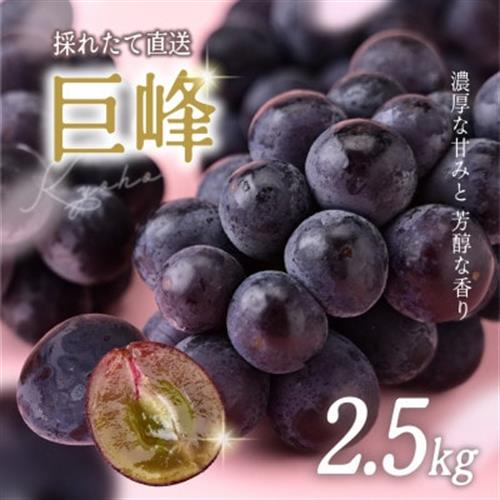 訳あり 巨峰 約2.5kg【2026年発送】茨城県産フルーツ 人気のぶどう【配送不可地域：離島・沖縄】【1751123】