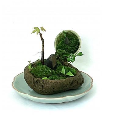 ふるさと納税 豊川市 豊川市の自然を手のひらに　自社栽培の植物山野草と苔のミニ庭園